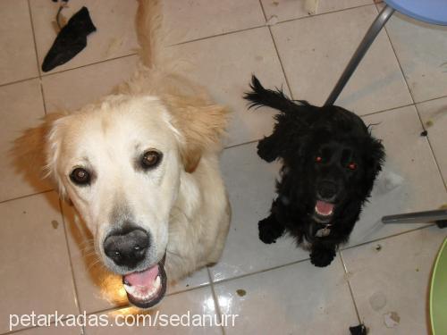 zeytin Dişi Amerikan Cocker Spaniel