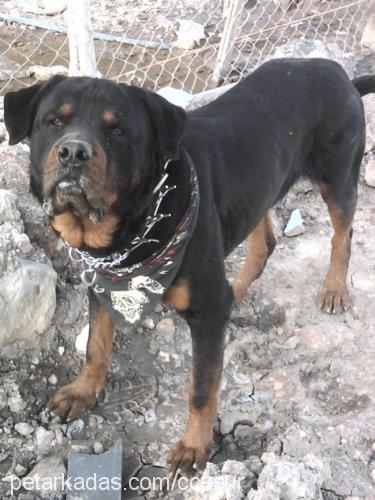 cesur Erkek Rottweiler