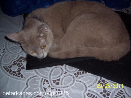 dexi Dişi British Shorthair