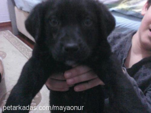 zeytin Dişi Labrador Retriever