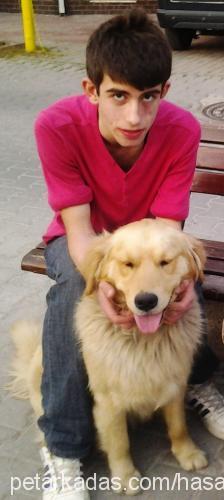 badem Erkek Golden Retriever