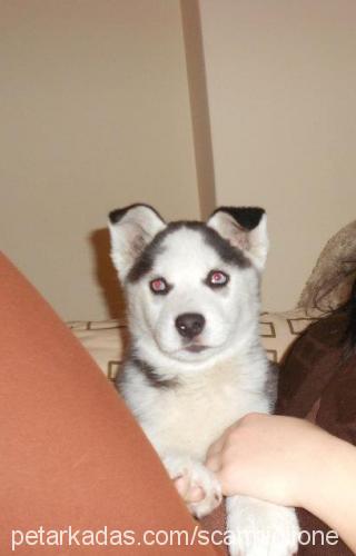 maya Dişi Sibirya Kurdu (Husky)