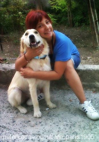 jessie Dişi Golden Retriever