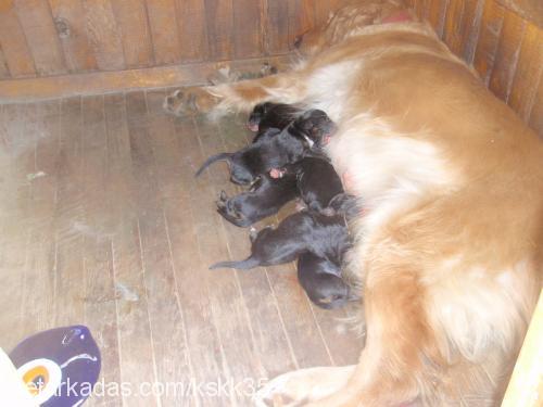 schila Dişi Golden Retriever