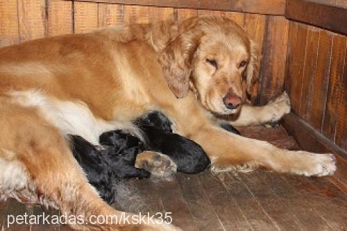 schila Dişi Golden Retriever