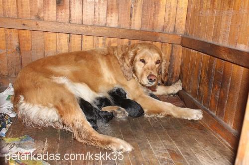 schila Dişi Golden Retriever