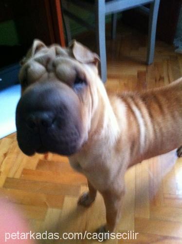 paspas Dişi Çin Shar-Pei