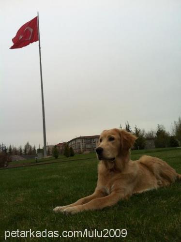 kuzey Erkek Golden Retriever