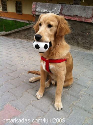 kuzey Erkek Golden Retriever