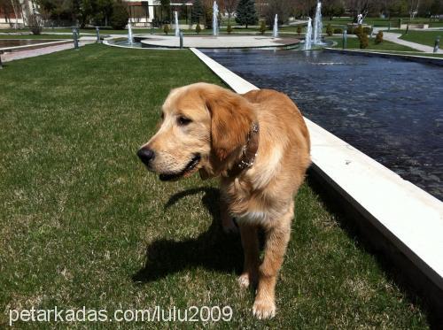 kuzey Erkek Golden Retriever