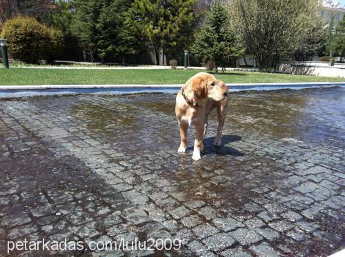 kuzey Erkek Golden Retriever