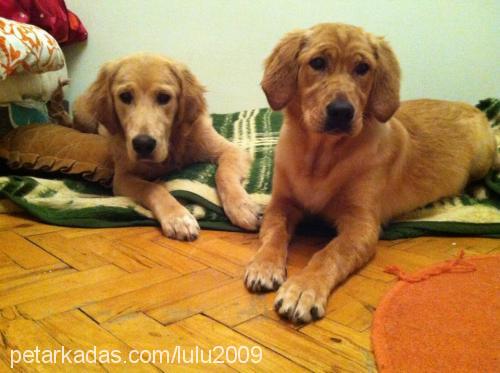 betty Dişi Golden Retriever