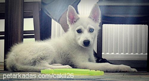 Çakil Dişi Sibirya Kurdu (Husky)