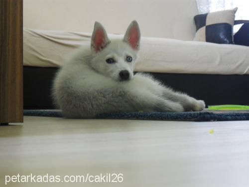 Çakil Dişi Sibirya Kurdu (Husky)