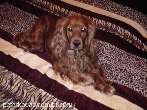 köpüş Erkek İngiliz Cocker Spaniel