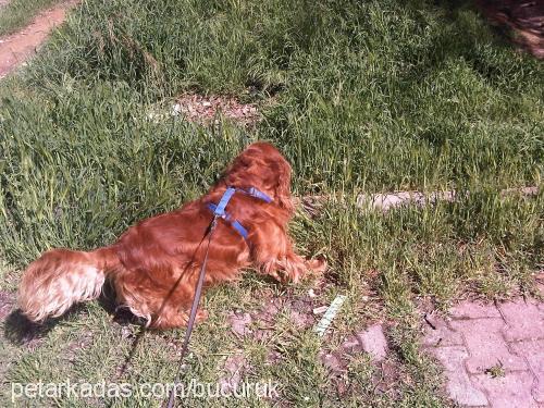 köpüş Erkek İngiliz Cocker Spaniel