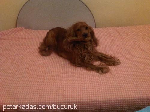 köpüş Erkek İngiliz Cocker Spaniel