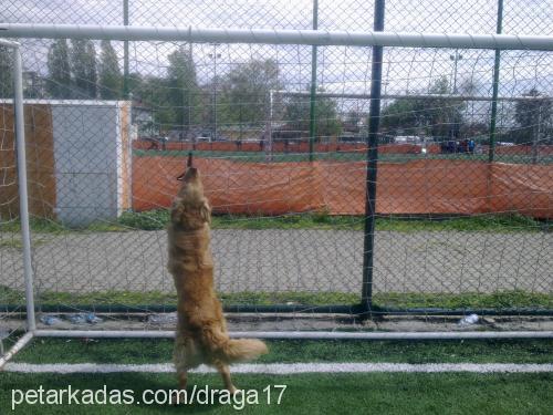 paşa Erkek Golden Retriever