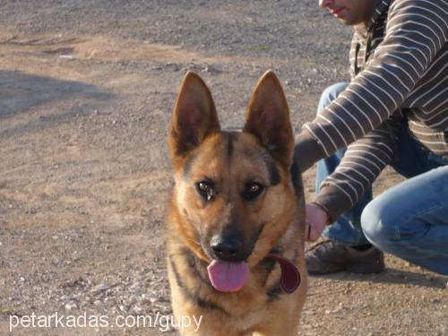 cesi Dişi Alman Çoban Köpeği