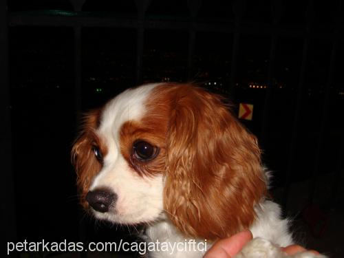 fındık Dişi King Charles Spaniel