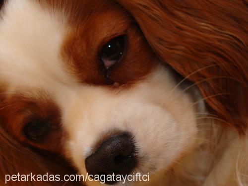 fındık Dişi King Charles Spaniel