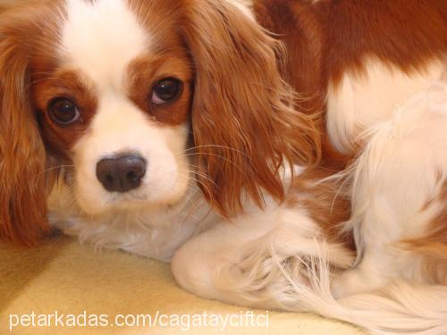 fındık Dişi King Charles Spaniel