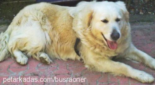 lessy Dişi Golden Retriever