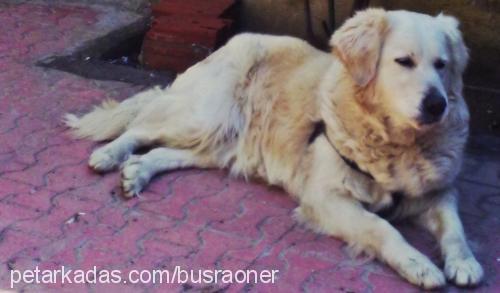 lessy Dişi Golden Retriever