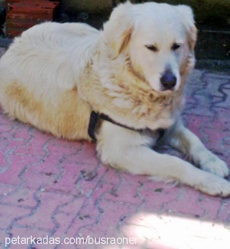 lessy Dişi Golden Retriever