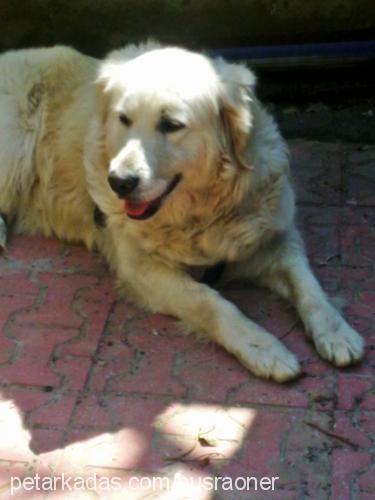 lessy Dişi Golden Retriever