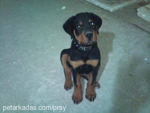 pars Erkek Rottweiler