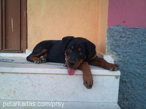 pars Erkek Rottweiler