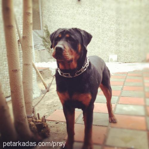 pars Erkek Rottweiler