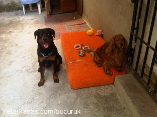 köpüş Erkek İngiliz Cocker Spaniel