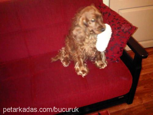 köpüş Erkek İngiliz Cocker Spaniel