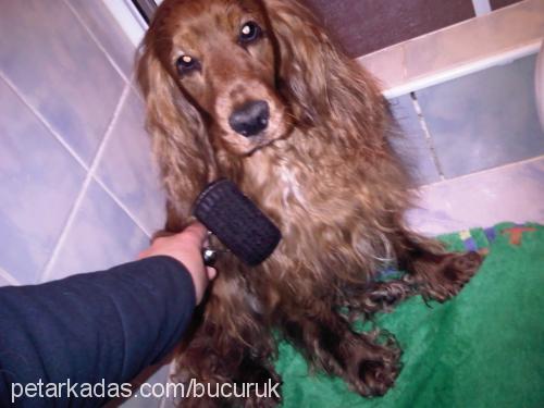 köpüş Erkek İngiliz Cocker Spaniel