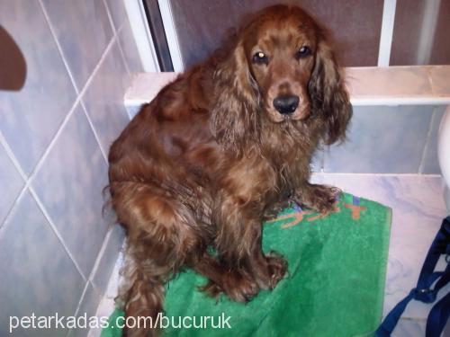 köpüş Erkek İngiliz Cocker Spaniel