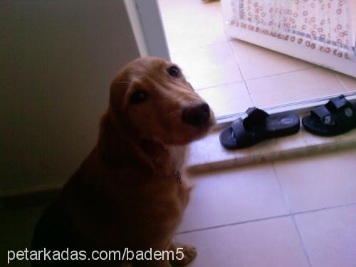 badem Dişi Golden Retriever