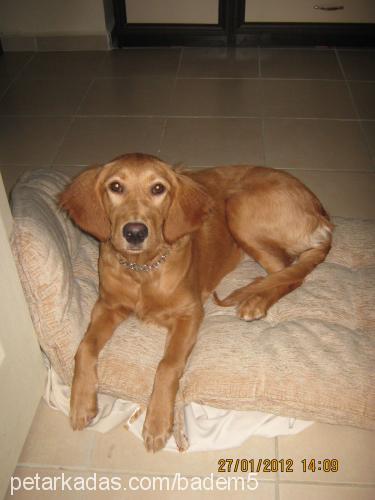 badem Dişi Golden Retriever