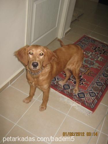 badem Dişi Golden Retriever