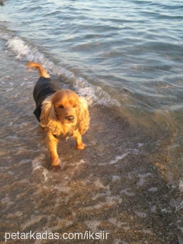 hoşaf Erkek Amerikan Cocker Spaniel