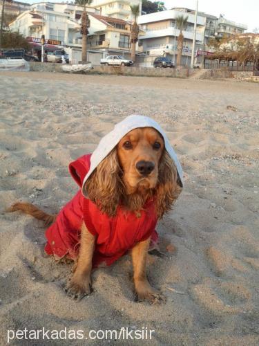 hoşaf Erkek Amerikan Cocker Spaniel