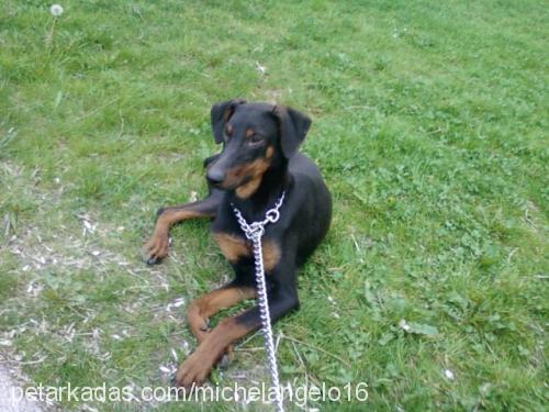 ceyman Dişi Doberman Pinscher