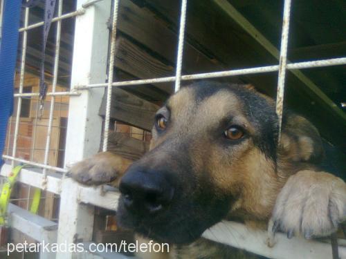 kont Erkek Alman Çoban Köpeği