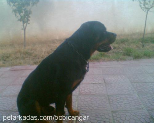 rod Erkek Rottweiler