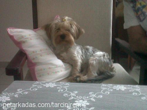 tarçın Erkek Yorkshire Terrier