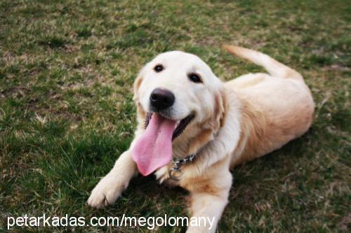 kiraz Dişi Golden Retriever