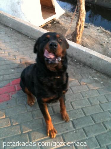 maça Erkek Rottweiler