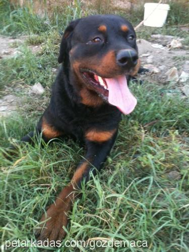 maça Erkek Rottweiler