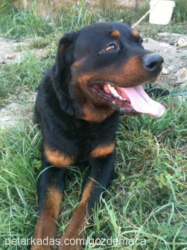 maça Erkek Rottweiler